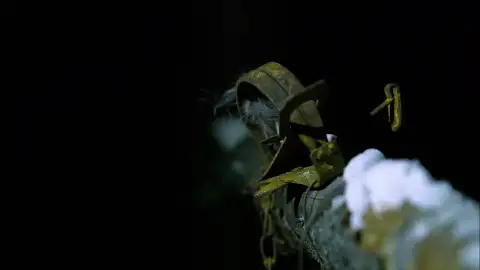 Supervivencia en Alaska: las ingeniosas trampas de Erik para capturar animales Supervivencia en Alaska: las ingeniosas trampas de Erik para capturar animales