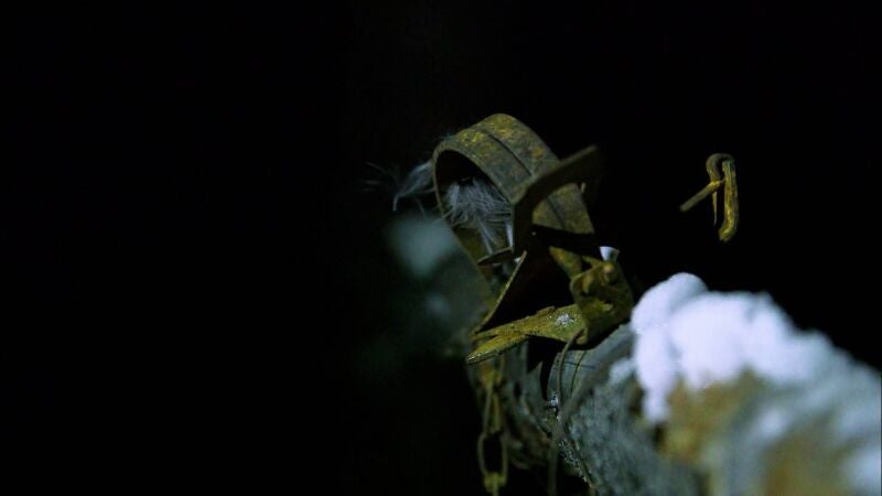 Supervivencia en Alaska: las ingeniosas trampas de Erik para capturar animales 