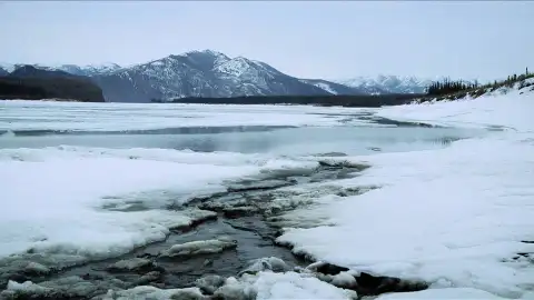 Río Yukon Vida bajo cero