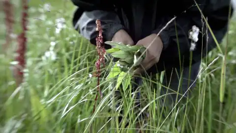 Ruibarbo Vida bajo cero