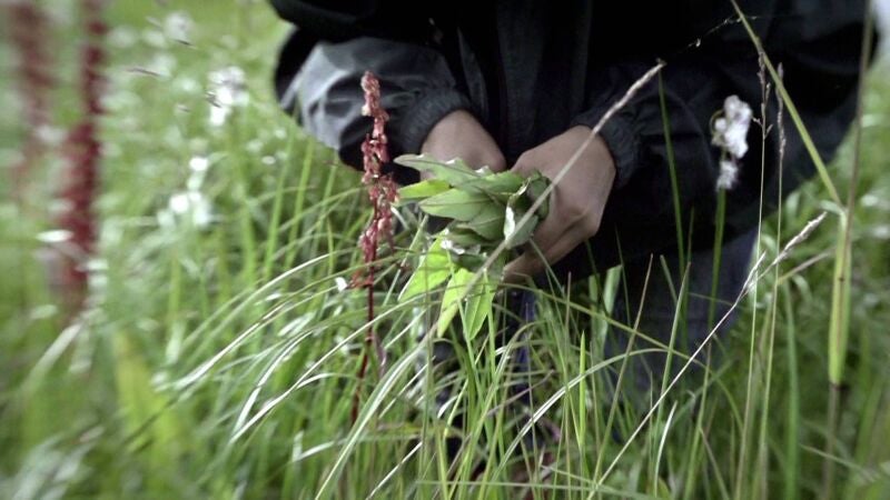 Los Hailstone enseñan a sus hijos a recolectar ruibarbos salvajes para alimentarse