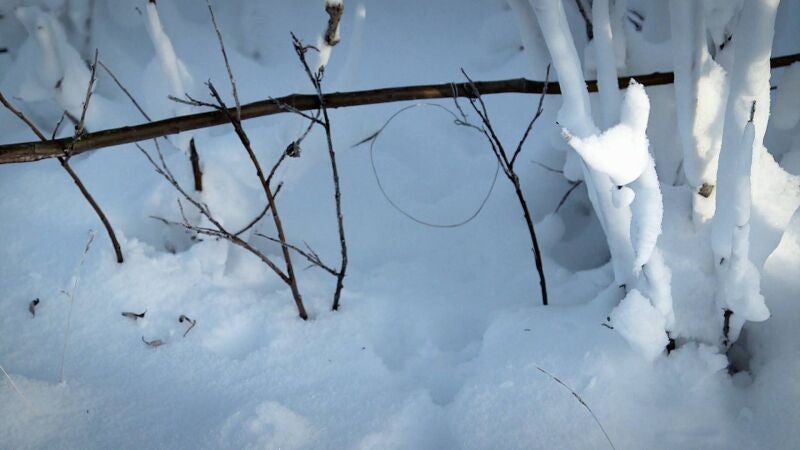 Chip y su hija Carol preparan trampas con ramas de sauce para cazar conejos 