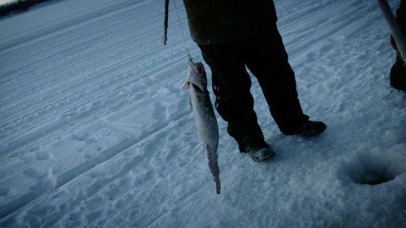 Los Hailstöne colocan trampas para peces lota a la orilla del río