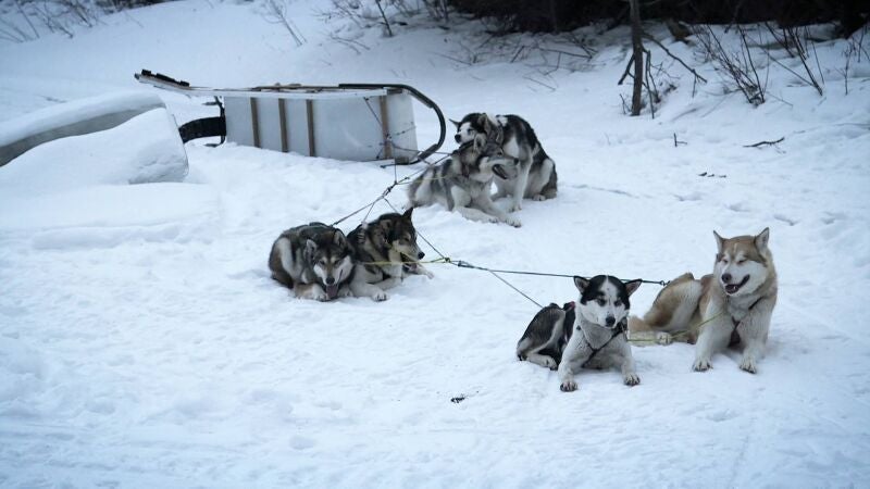 Andy Bassich sale en busca de castores, pero sus perros le juegan una mala pasada 