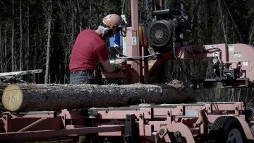 Andy Bassich renueva su invernadero utilizando troncos de árbol 