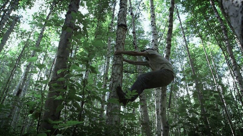 Jessie Holmes va en busca de hongos chaga, un potente antioxidante crucial para mantenerse sano en Alaska