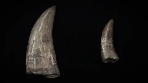 Unos dientes de tiranosaurio a la venta por unos 6.000 euros Unos dientes de tiranosaurio a la venta por unos 6.000 euros