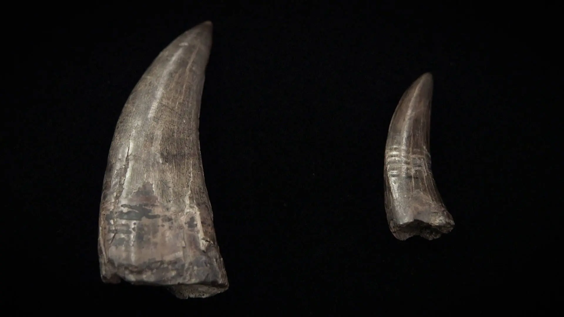Unos dientes de tiranosaurio a la venta por unos 6.000 euros Unos dientes de tiranosaurio a la venta por unos 6.000 euros