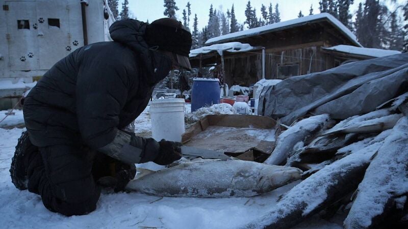 Jessie Holmes sale de su cabaña para preparar las trampas en el río y poder pescar
