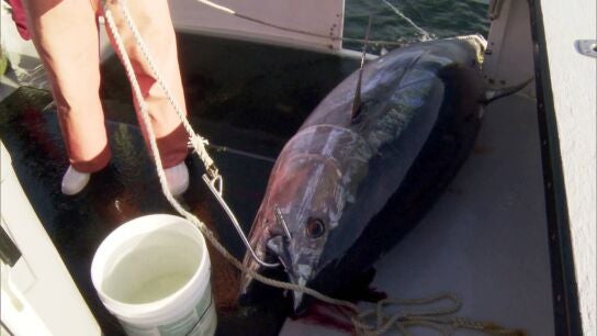 Pesca extrema