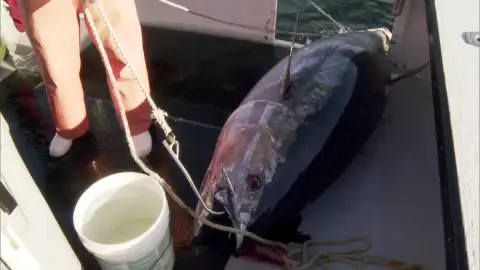 atún rojo Pesca extrema