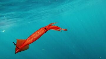 Pesca extrema - Los calamares entran en escena Pesca extrema - Los calamares entran en escena