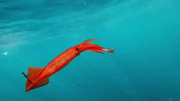 Pesca extrema - Los calamares entran en escena Pesca extrema - Los calamares entran en escena