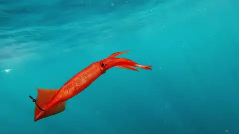 Pesca extrema - Los calamares entran en escena Pesca extrema - Los calamares entran en escena