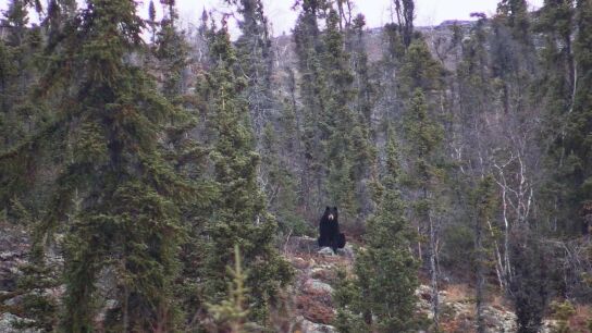 Roland confunde a un oso con una roca