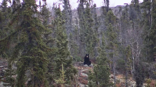 Roland confunde a un oso con una roca Roland confunde a un oso con una roca