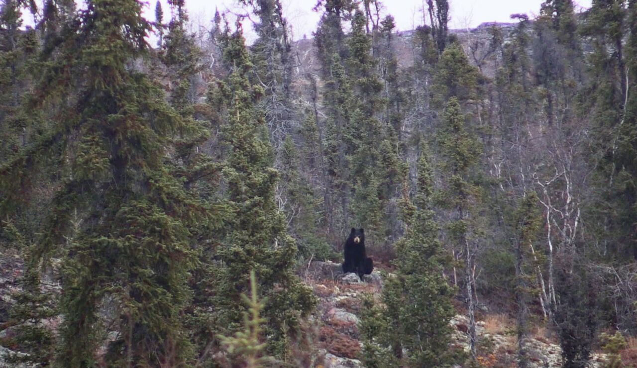 Roland confunde a un oso con una roca