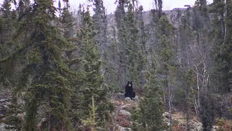 Roland confunde a un oso con una roca Roland confunde a un oso con una roca