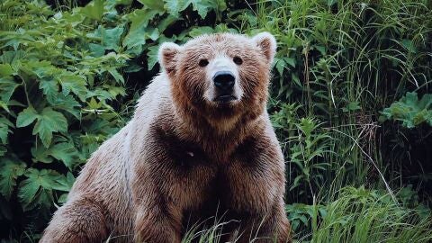 Un oso pardo se adue&ntilde;a de la casa de Mike en la isla de Kodiak